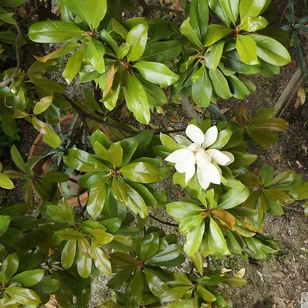 Magnolia Park *